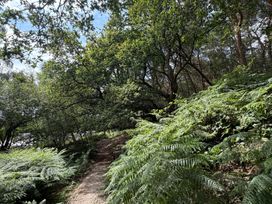 A path surrounded by trees and ferns in a forest at The Pines 2 Bedrooms Delamere