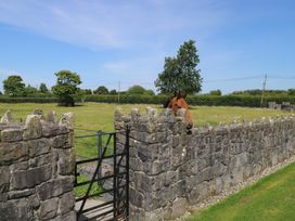 A horse near a stone wall in a grassy area at The East Wing Apartment in Claremorris