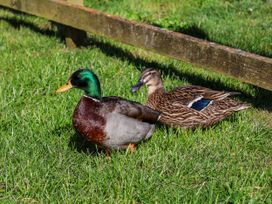 Two ducks on grass at Rigg Cottage, Mount Pleasant in Sandsend