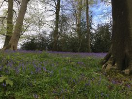 A forest floor covered with bluebells and trees at The Garden Hut in Wrexham