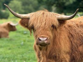 A Highland cow in a grassy field at The Garden Hut in Wrexham