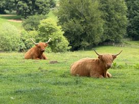 Two Highland cattle resting in a grassy field at The Garden Hut in Wrexham