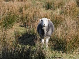 A sheep standing in a field surrounded by grass at Norwood House Ambleside