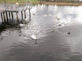 A group of swans and ducks on water near a pier at Huath in Carrick on Shannon