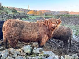 Highland cattle in a field at Bracken Ground in Coniston