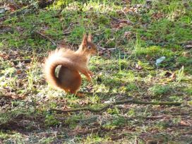 Bracken Ground - Lake District - 1176722 - thumbnail photo 22
