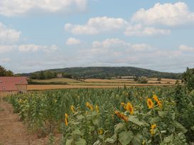 A field of sunflowers with a house and rolling hills at Foxes Den, Pendomer near Yeovil, Somerset