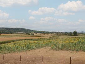 A field of sunflowers near trees at Foxes Den in Pendomer near Yeovil, Somerset
