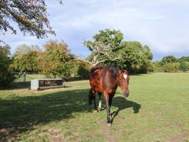 A horse in a field near a trough at Churn House in Ipswich