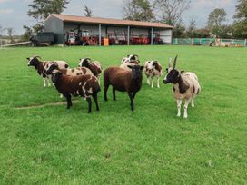 A group of sheep in a field near a shed with farm equipment at Wheelwright's Cottage Ipswich