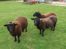 Three sheep in a grassy area at Wheelwright's Cottage in Ipswich