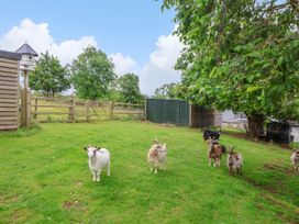 Goats in a grassy area at The Gatekeepers Cottage - Skerry Vore near Bryn Pydew