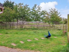 A peacock standing on grass in an outdoor area at The Gatekeepers Cottage - Skerry Vore, Bryn Pydew near Llandudno Junction