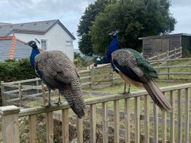 Two peacocks on a fence with a house and shed in the background at The Gatekeepers Cottage - Skerry Vore, Bryn Pydew near Llandudno Junction