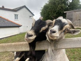 Two goats near a fence in a field at The Gatekeepers Cottage - Skerry Vore Bryn Pydew near Llandudno Junction