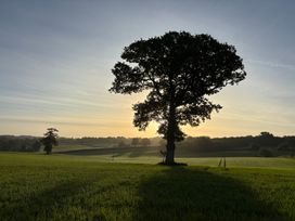 A tree in a field during sunrise