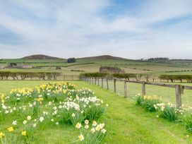 A garden with daffodils and hills at The Granary in Alnwick