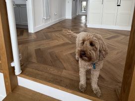 A dog standing in a kitchen with wooden flooring at Bader House in Ipswich