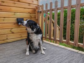 A dog sitting on decking next to a wooden fence at Big Bertha by the Sea in Northam