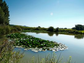 A pond with lilypads and vegetation at Maple Lodge in Teigngrace near Kingsteignton