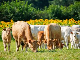 A group of cows and calves grazing in a field with sunflowers in the background