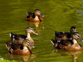 Ducks swimming in a pond at Maple Lodge Teigngrace near Kingsteignton