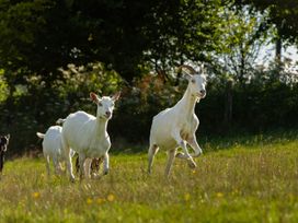 A group of goats running in a field during the day at Head For the Hills Glamping - Skylark Shepherd's Hut