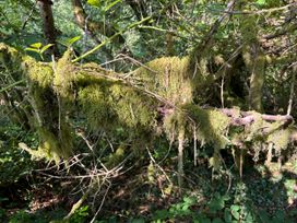 A moss-covered branch in a forest at No.51 Llanteg Park Amroth