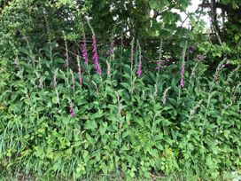 A collection of flowers and foliage at No.51 Llanteg Park Amroth
