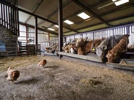 A barn with cows and chickens at Clegir Bach in Corwen
