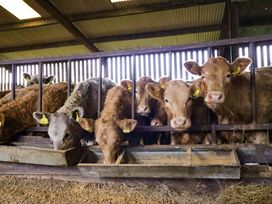 A barn with cows at feeding troughs at Clegir Bach Corwen