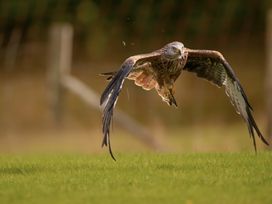 A bird in flight over grass at an outdoor location