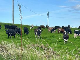 A pasture with cows grazing in a field at Knocknanuss