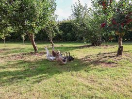 Ducks in an orchard with apple trees at The Coach House Tavistock