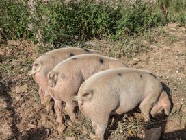 Three pigs grazing in a field with flowers at The Coach House in Tavistock