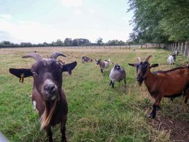 A group of goats in a field with grass and a fence