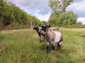 Two goats in a field with a fence and trees in the background at Shepherds hut