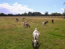 A field with goats grazing at Shepherds hut in 
