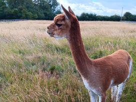 An alpaca standing in a field at The Dragonfly in Bewholme near Hornsea