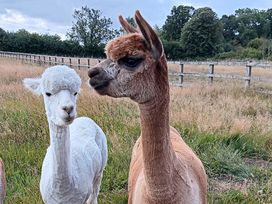 Two alpacas in a field with grass at The Dragonfly in Bewholme near Hornsea