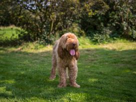 A dog standing on grass in a garden at Souterstead in Torver near Coniston