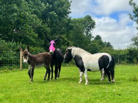 Three animals including a donkey and two ponies in a field at Dwrgi near Llanybydder