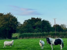 Sheep and a horse in a field at Dwrgi Aber near Llanybydder