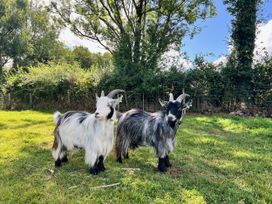 Two goats standing on grass with trees in the background at Dwrgi Aber near Llanybydder