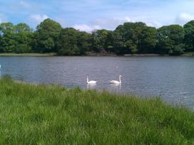 A scene with swans swimming in water with trees in the background at Penally Mews St Dogmaels