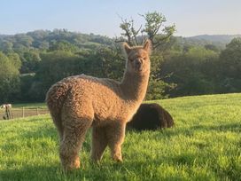 An alpaca standing in a field at Wellinghill Cottage in Charlton Kings