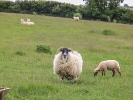 A sheep and a lamb grazing in a field near Mevagissey