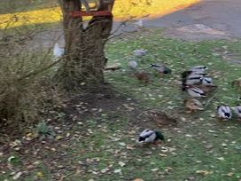 Wild Duck Holiday Park - Holiday Accommodation 10624 - Norfolk - 1184941 - thumbnail photo 11