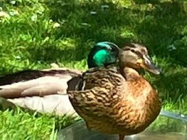 Wild Duck Holiday Park - Holiday Accommodation 10624 - Norfolk - 1184941 - thumbnail photo 14