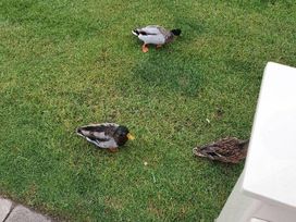 Southview Holiday Park - Holiday Accommodation 10733 - Lincolnshire - 1184953 - thumbnail photo 18